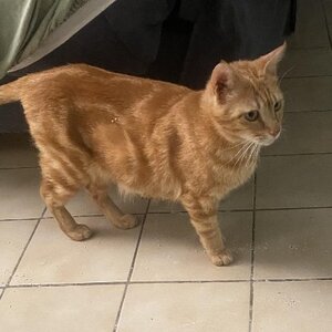 Adopter Rubi