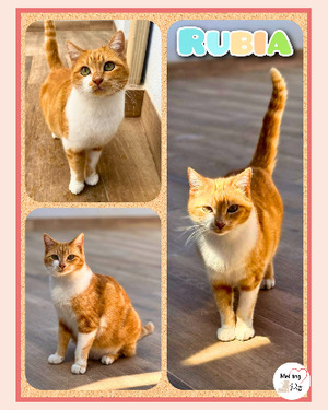Adopter Rubia