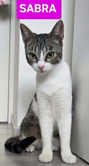 Adopter Sabra