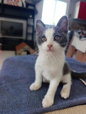 Adopter Sakura