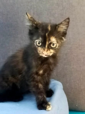 Adopter Sally