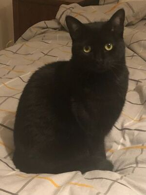Adopter Saly