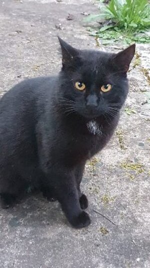 Adopter Sami