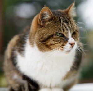 Adopter Samie