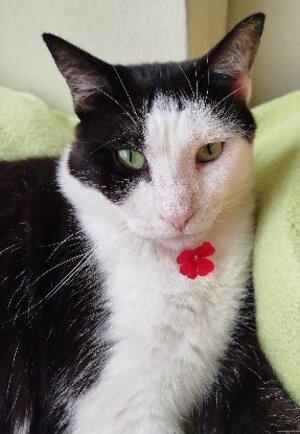 Adopter Sanka