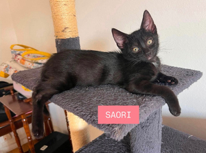 Adopter Saori adoptable avec son frère shiryu ou seule si vous avez déj