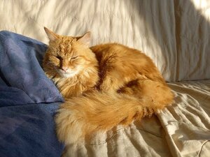 Adopter Saroumane