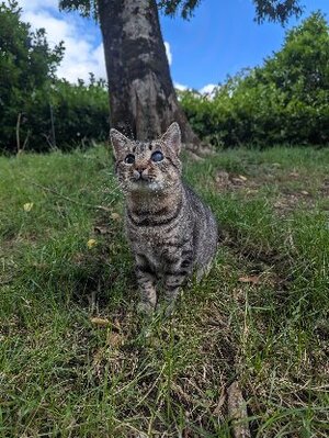 Adopter Sasha