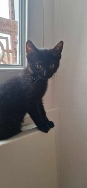 Adopter Satin