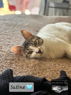 Adopter Satine