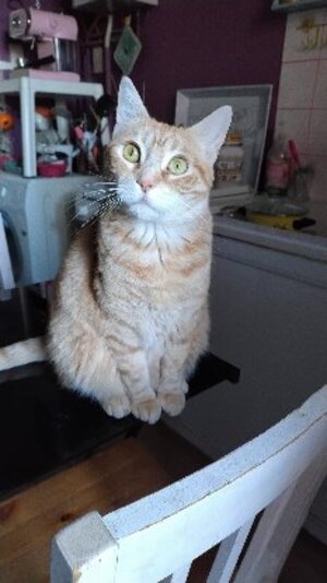 Adopter Savannah