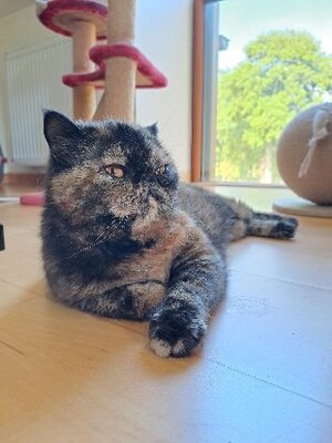 Adopter Saya
