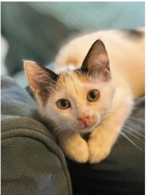 Adopter Scarlette