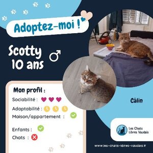 Adopter Scotty