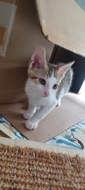 Adopter Seccotine