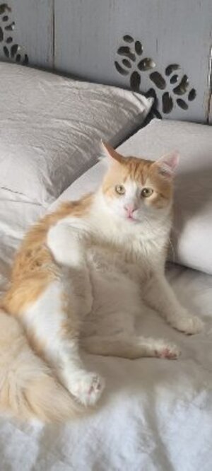 Adopter Seleni