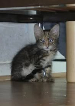 Adopter Sélina