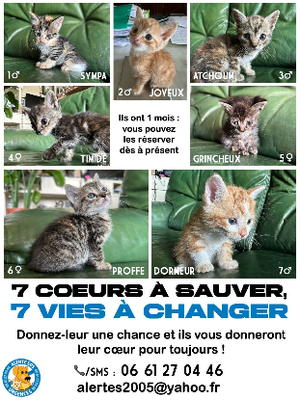 Adopter Sept petits nains