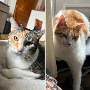Adopter Sésame et cayenne
