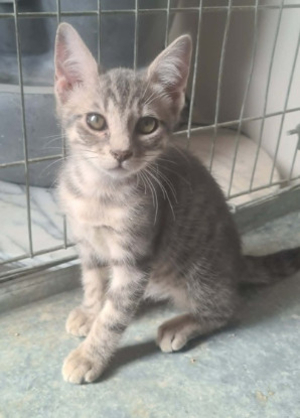 Adopter Shere kan