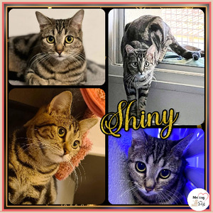 Adopter Shiny