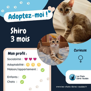 Adopter Shiro