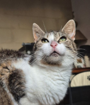 Adopter Shiva