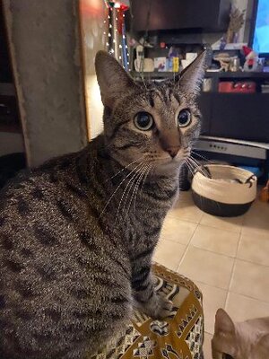 Adopter Shuri