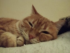 Adopter Sicaru