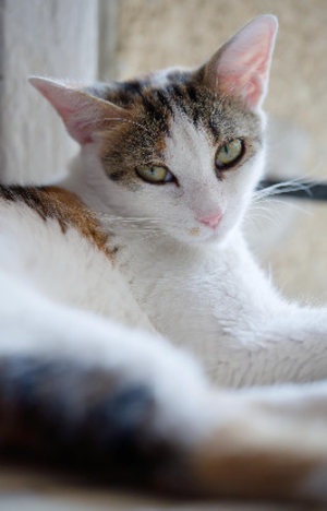 Adopter Silly