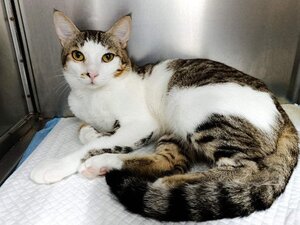 Adopter Silver