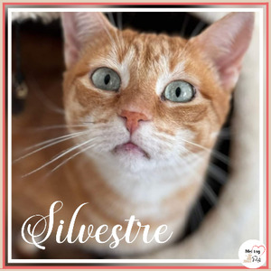 Adopter Silvestre