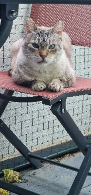 Adopter Simba