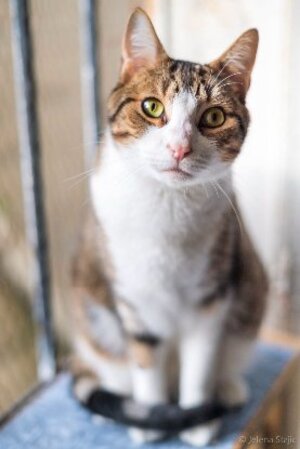 Adopter Simba