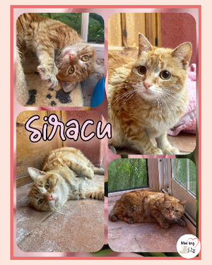 Adopter Siracu