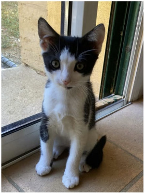 Adopter Sirius