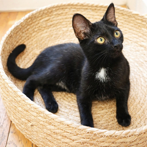 Adopter Siruis