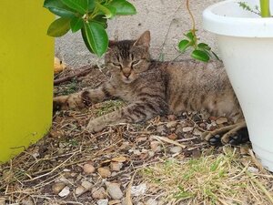 Adopter Sissi