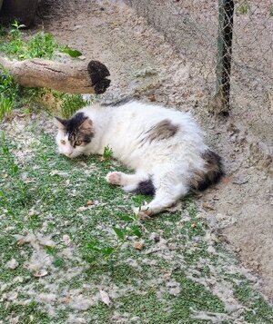 Adopter Siwa