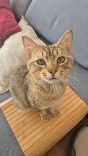 Adopter Sloupe