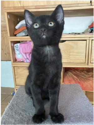 Adopter Snickers