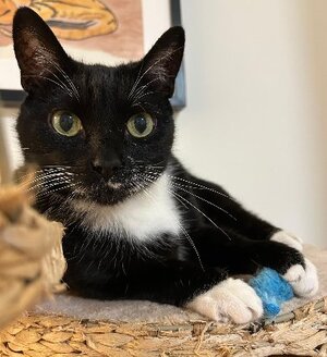 Adopter Socks