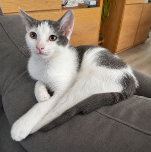 Adopter Solo