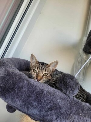 Adopter Soly