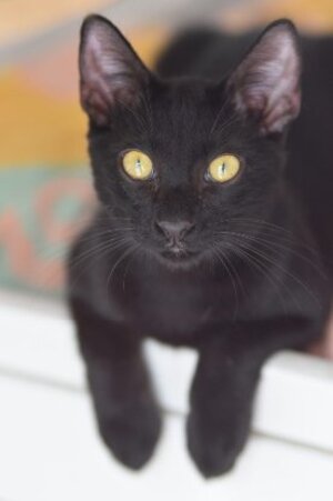 Adopter Sorbas