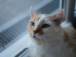 Adopter Spéculos