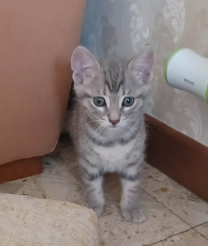 Adopter Speedy