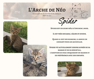 Adopter Spider