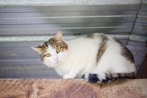 Adopter Spirou