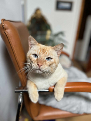 Adopter Spyk